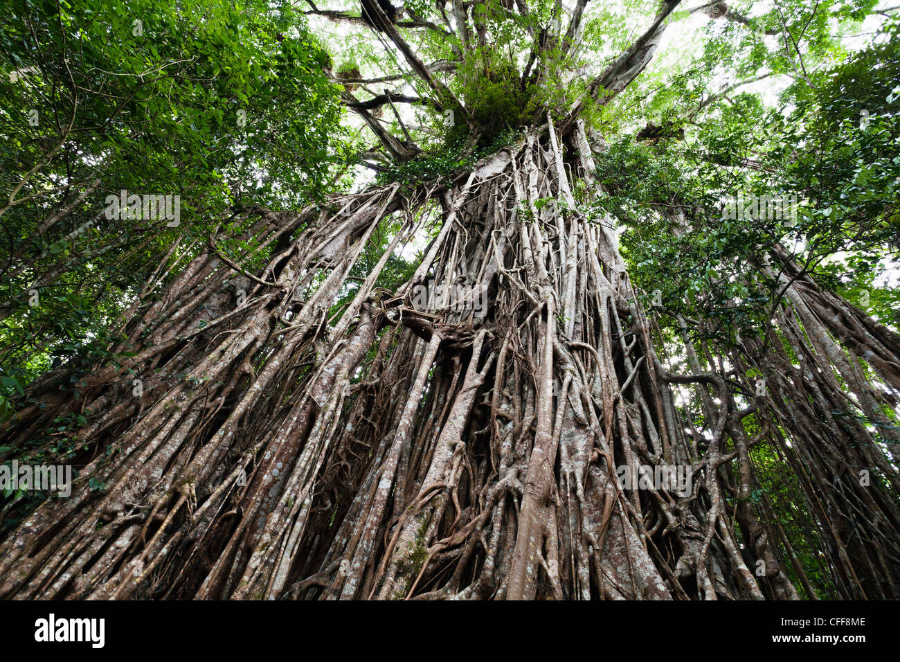 Strangler Fig Tree dans la forêt tropicale, Curtain Fig Tree National Park, Atherton Tablelands, Queensland, Australie Banque D'Images