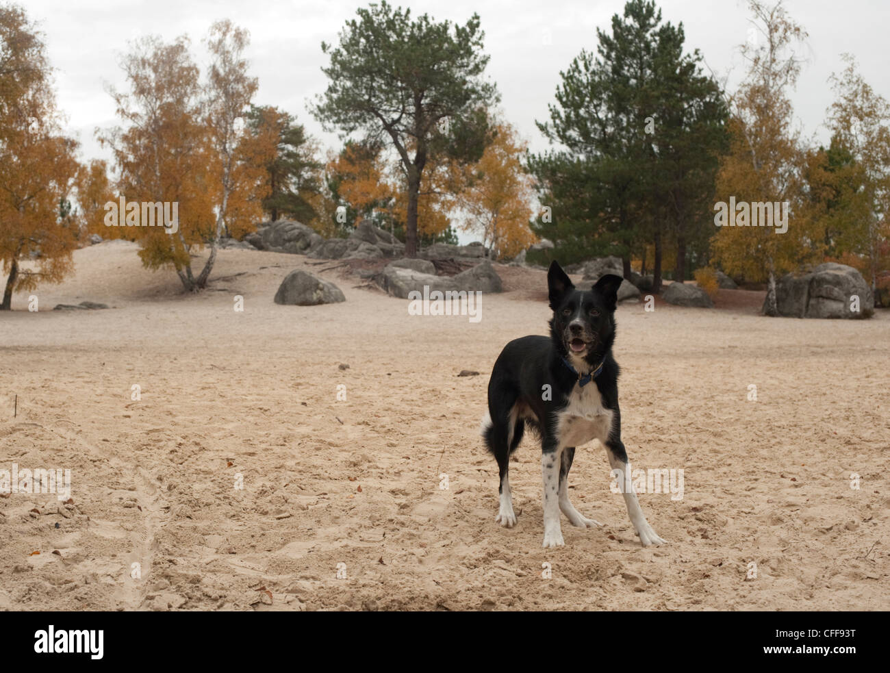 Un mignon petit chien border collie est alerte dans le sable près de rochers au bord de la forêt de Fontainebleau. Banque D'Images