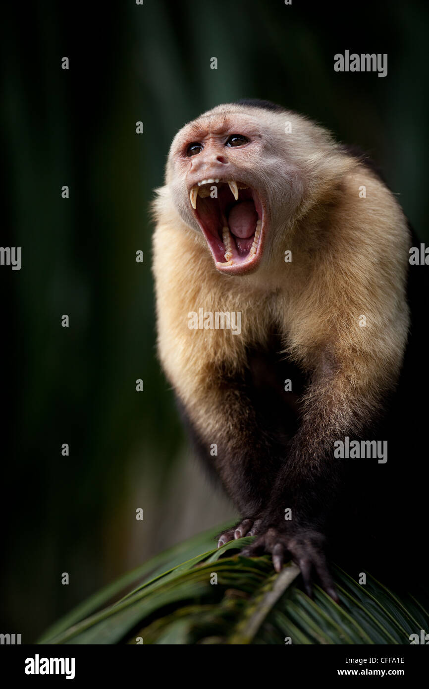 Capuchin à face blanche, imitateur Cebus, mâle alpha, sur une île du lac de Gatun, République du Panama. Banque D'Images