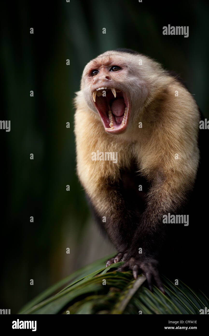 Panama faune avec un capuchin blanc, l'imitateur Cebus, alpha mâle, sur une île dans le lac de Gatun, République de Panama, Amérique centrale Banque D'Images