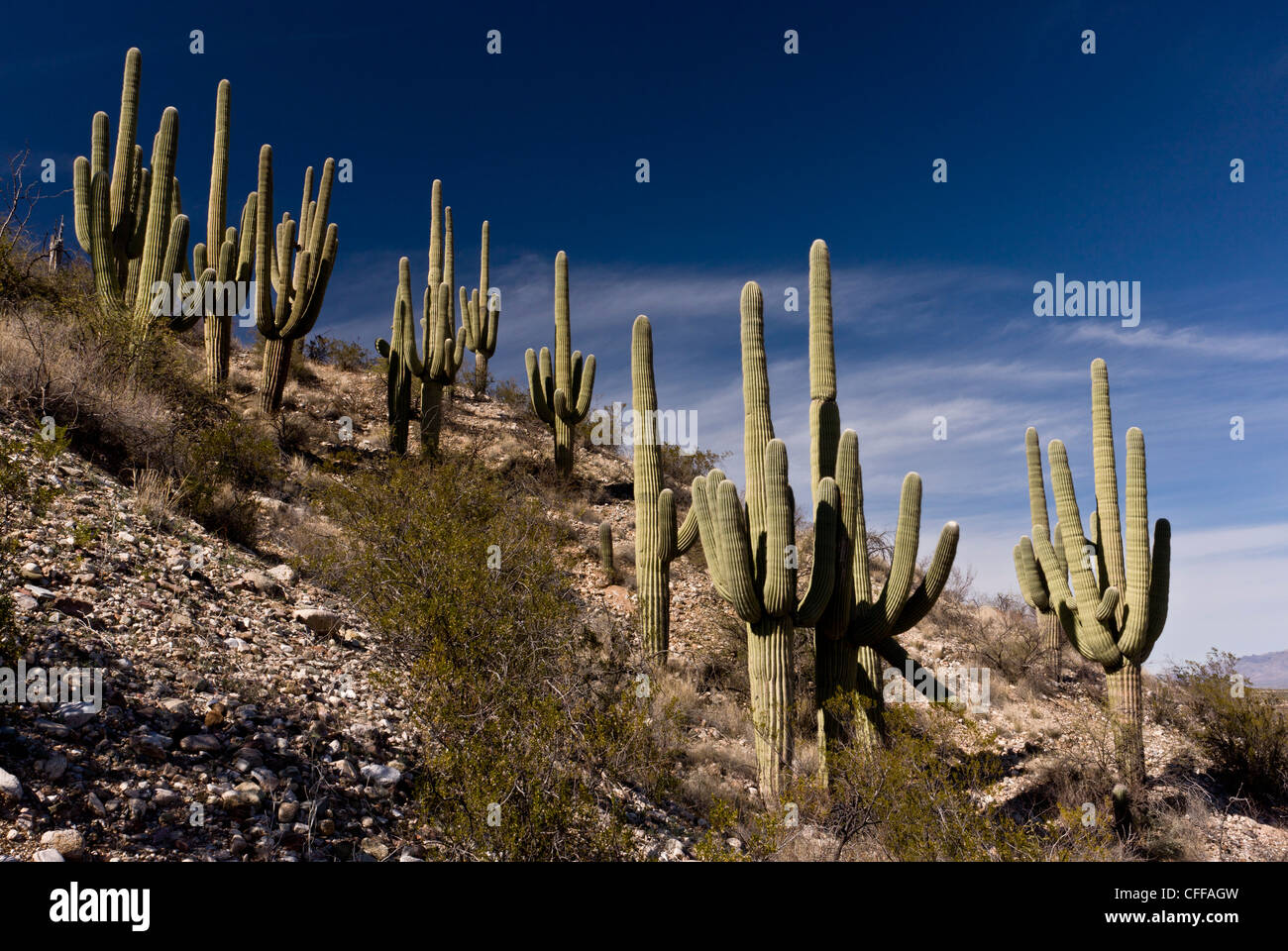 Saguaro, cactus géants, Carnegiea gigantea en Arizona, États-Unis Banque D'Images