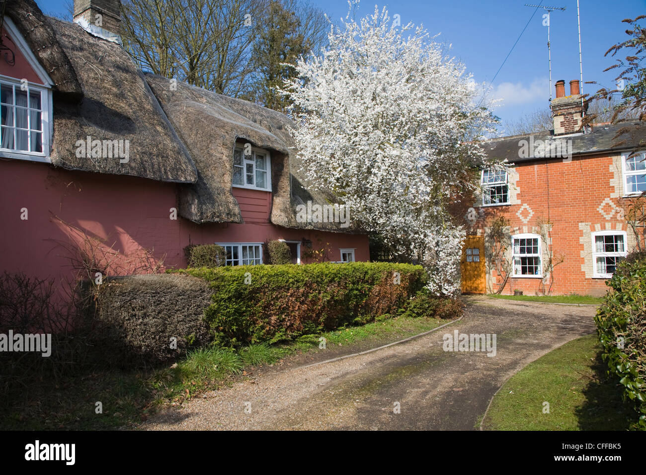 Thatched House cottage en brique rouge avec fleur de printemps, Grundisburgh, Suffolk, Angleterre Banque D'Images