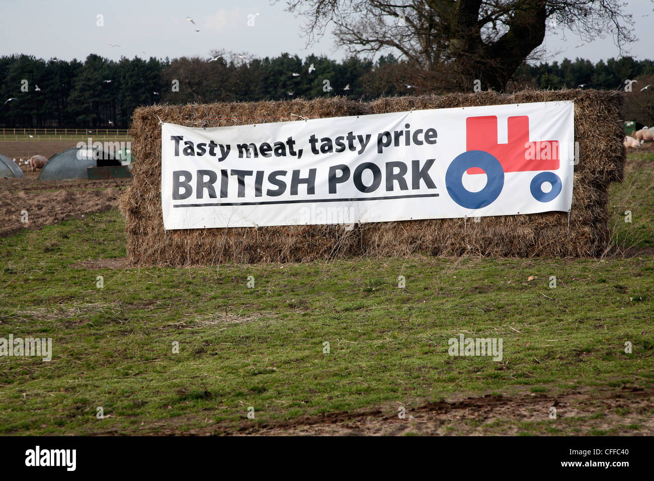 Viande savoureuse, savoureux : Porc britannique affiche en champ, Butley, Suffolk, Angleterre Banque D'Images