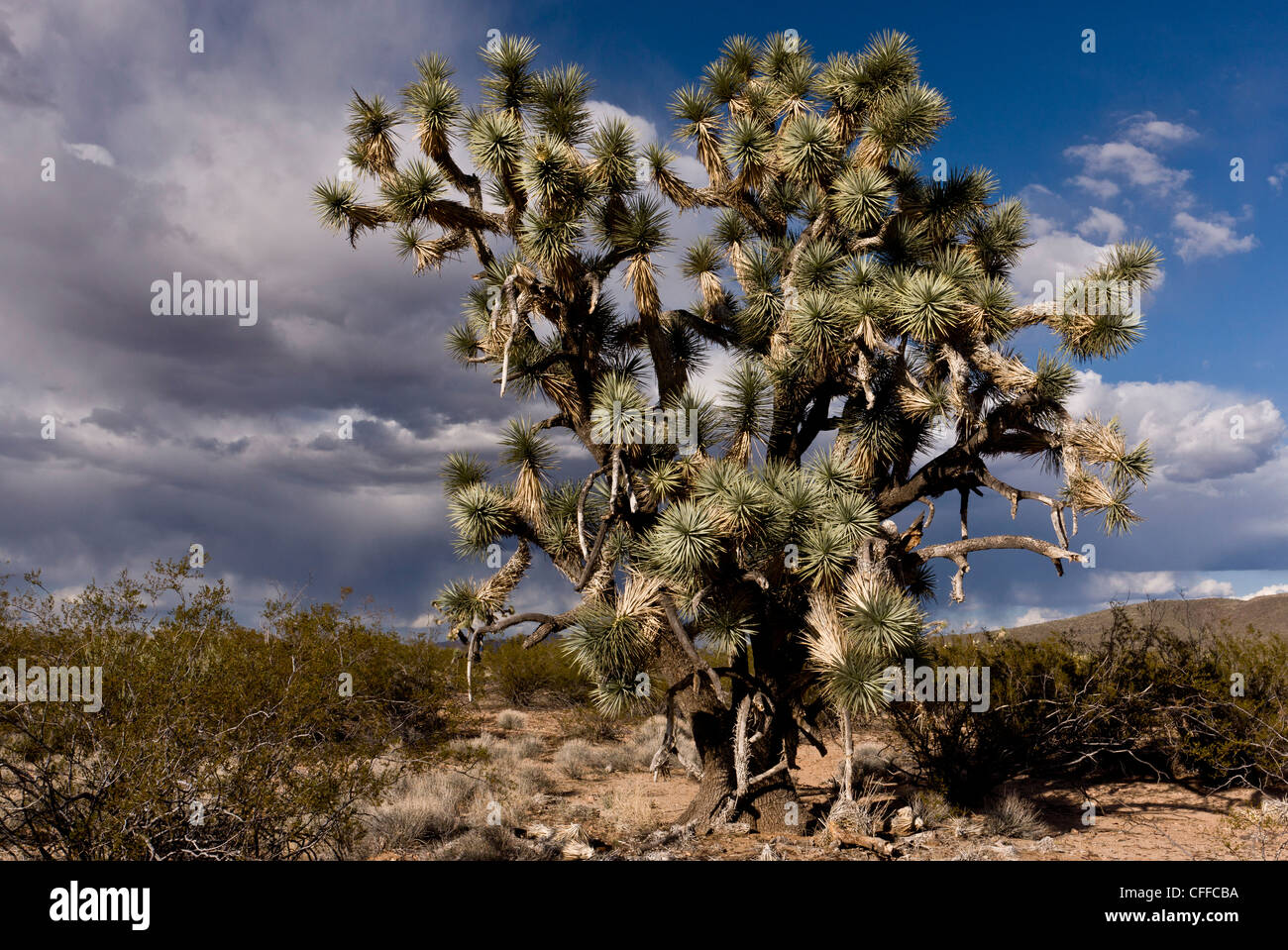 Joshua trees, Yucca brevifolia, poussant dans le désert de Mojave, au nord-ouest de l'Arizona, USA Banque D'Images