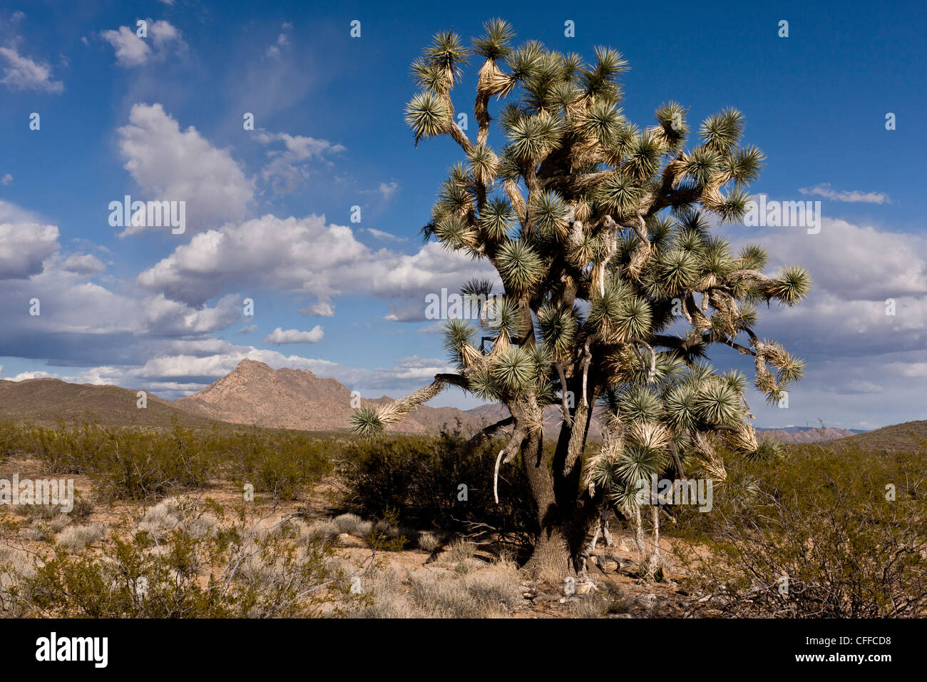 Joshua trees, Yucca brevifolia, poussant dans le désert de Mojave, au nord-ouest de l'Arizona, USA Banque D'Images