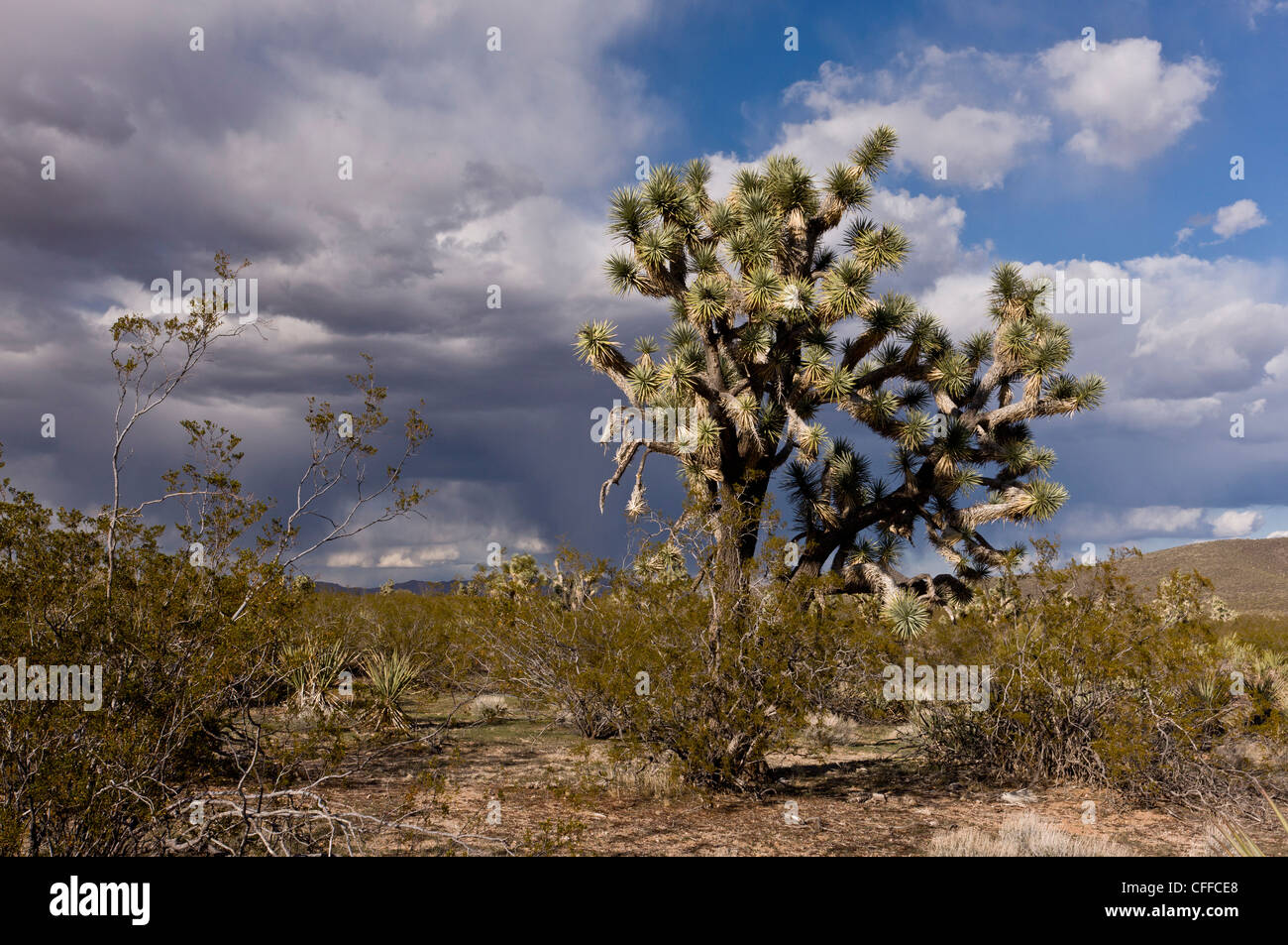 Joshua trees, Yucca brevifolia, avec de plus en plus des buissons de créosote dans le désert de Mojave, au nord-ouest de l'Arizona, USA Banque D'Images
