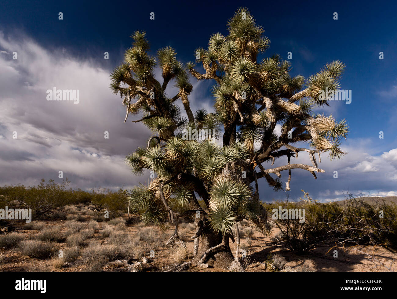 Joshua trees, Yucca brevifolia, poussant dans le désert de Mojave, au nord-ouest de l'Arizona, USA Banque D'Images