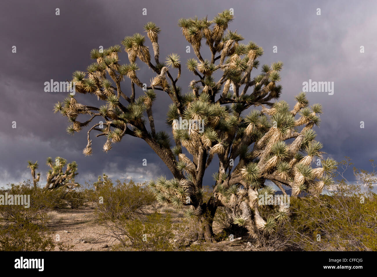 Joshua trees, Yucca brevifolia, poussant dans le désert de Mojave, dans le nord-ouest de l'Arizona, à l'approche de l'orage ; USA Banque D'Images