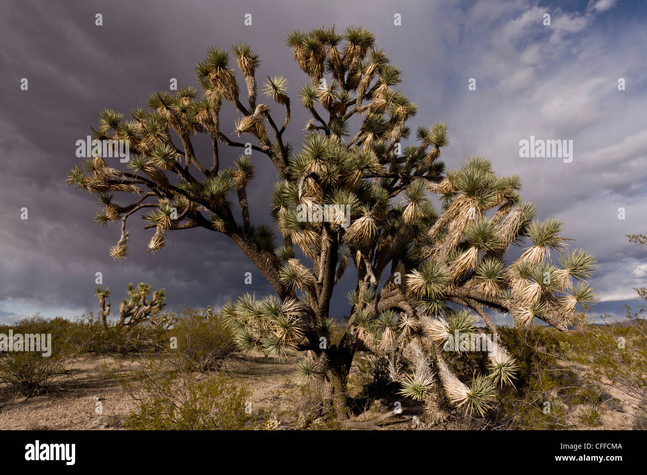 Joshua trees, Yucca brevifolia, poussant dans le désert de Mojave, dans le nord-ouest de l'Arizona, à l'approche de l'orage ; USA Banque D'Images