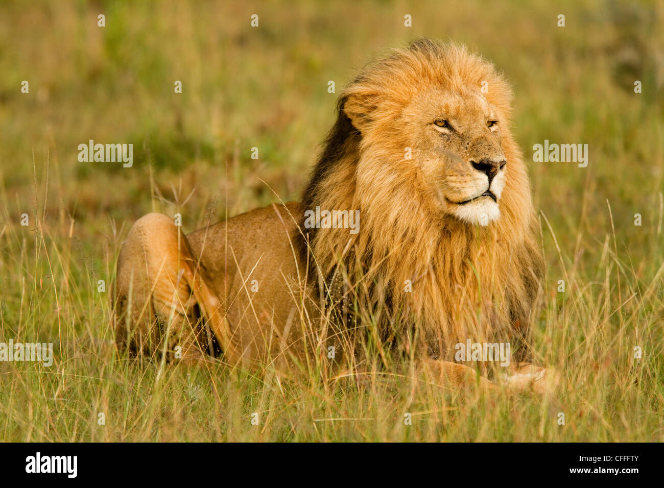 Les Lions de garder un œil sur leur domaine Masai Mara, Kenya. Banque D'Images