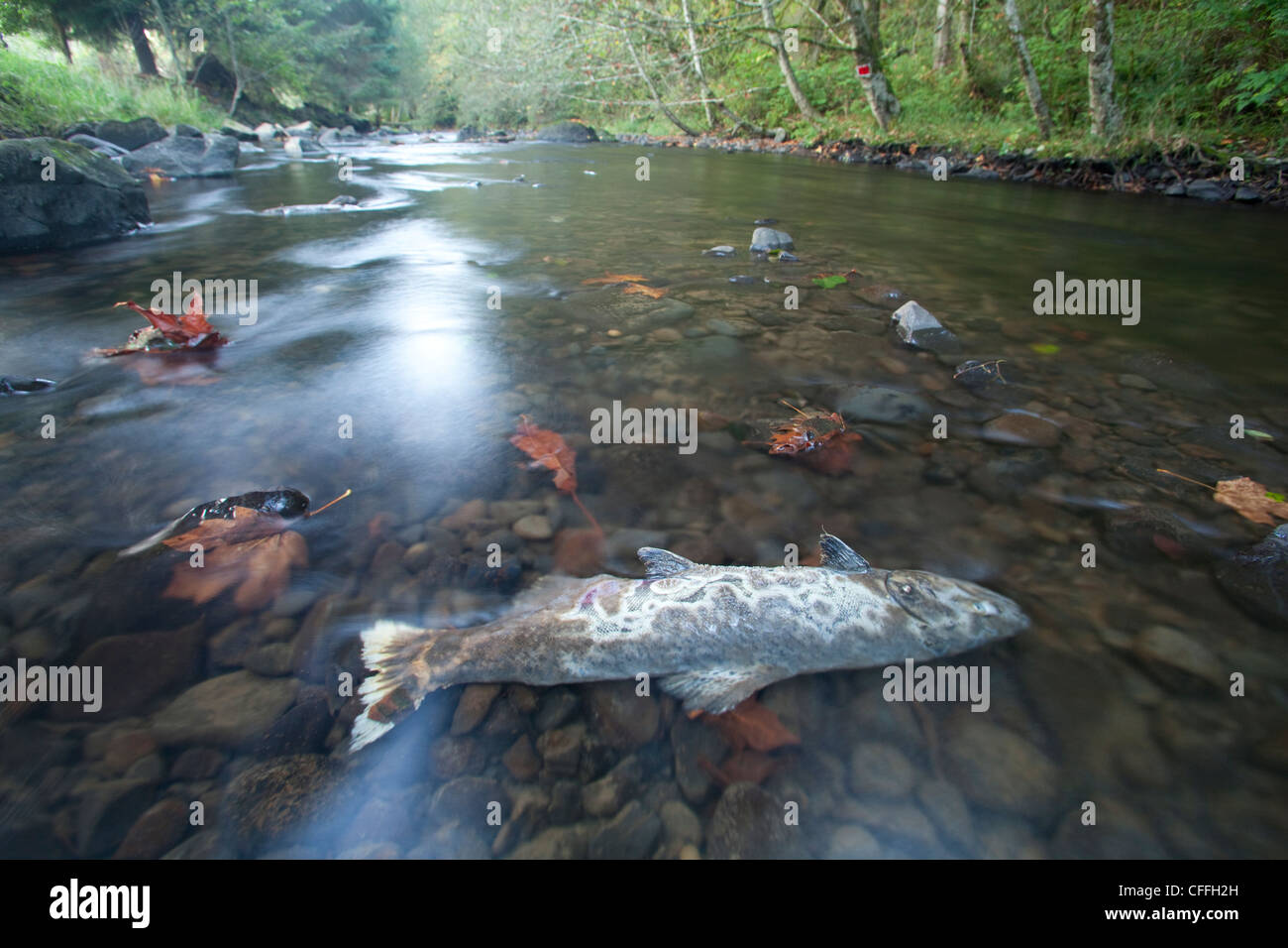 Carcasse du saumon coho dans petite rivière côte de l'Oregon. Banque D'Images