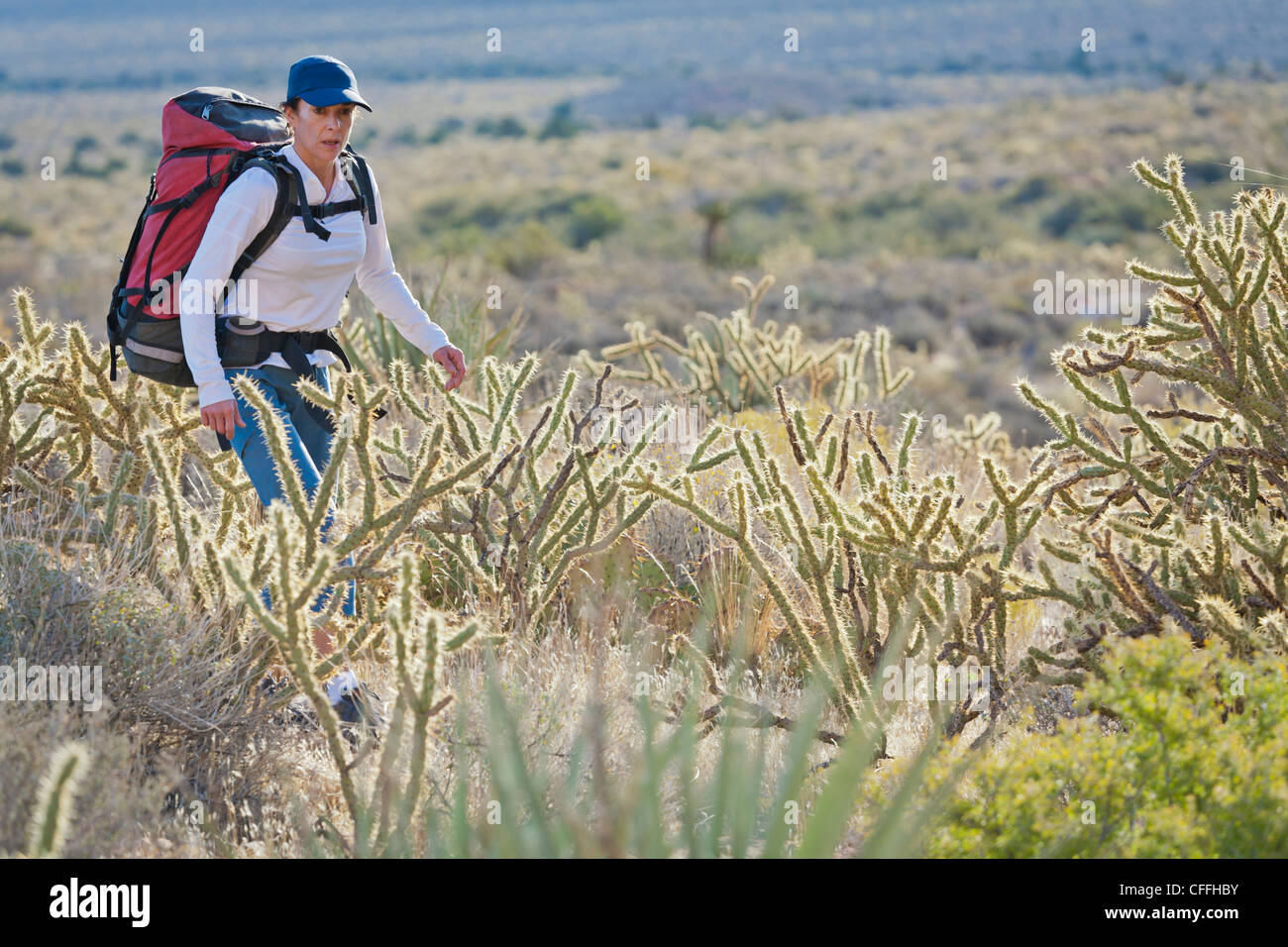 Un randonneur cactus négocie sur la piste, le Red Rock Canyon National Conservation Area, Nevada, USA. Banque D'Images