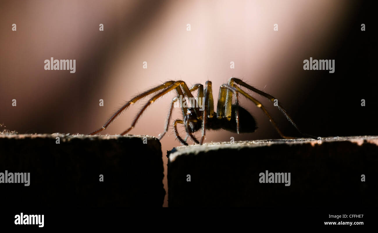 Araignée des maisons dans la remise de jardin Banque D'Images