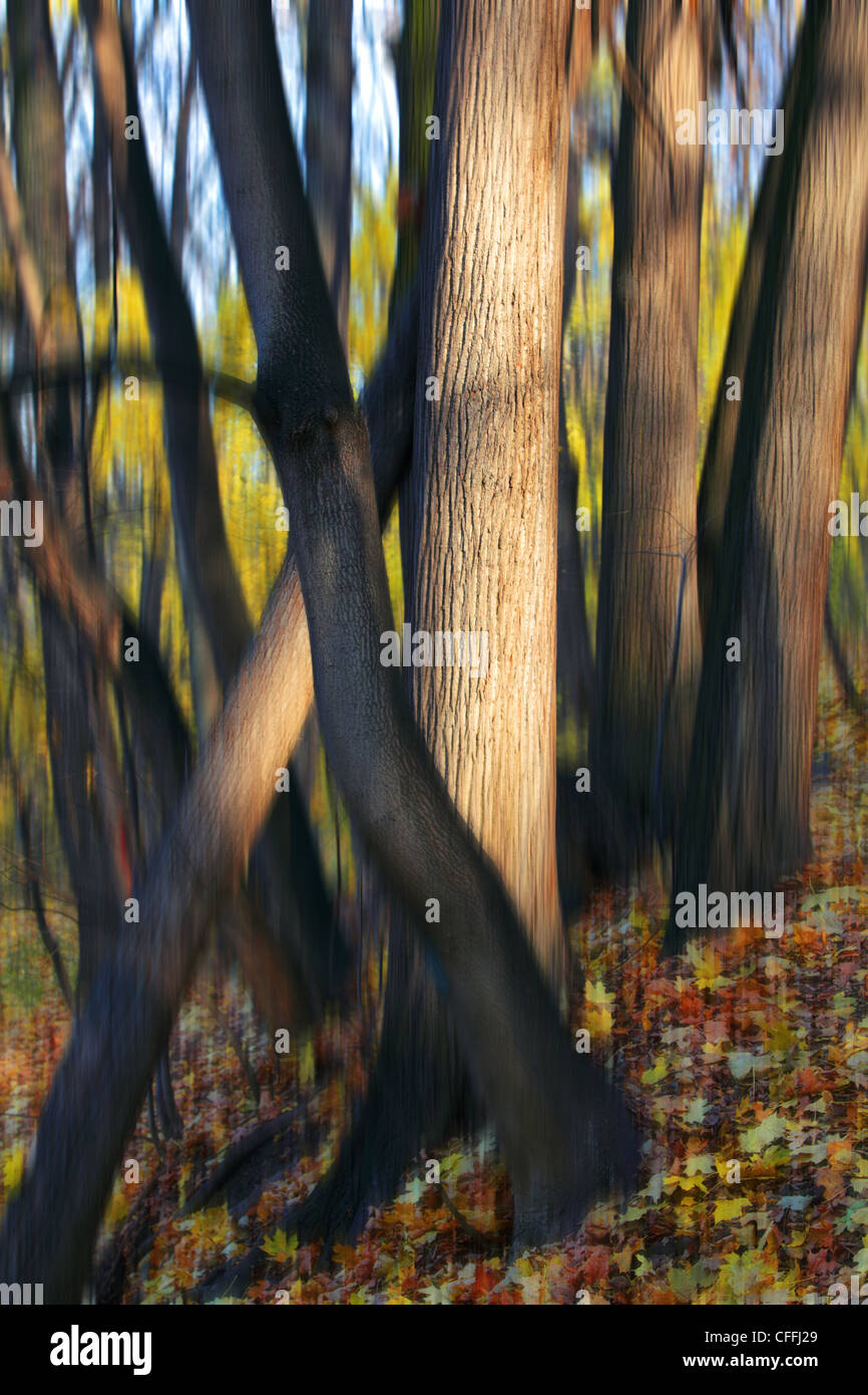 Scène floue, résumé dans la forêt d'automne. Banque D'Images