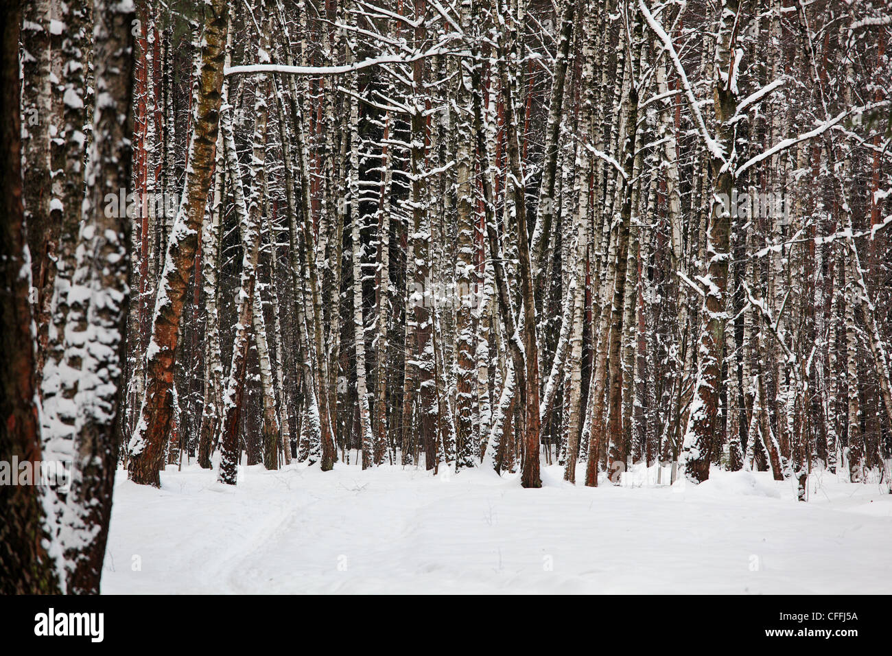 Forêt de l’hiver. Banque D'Images