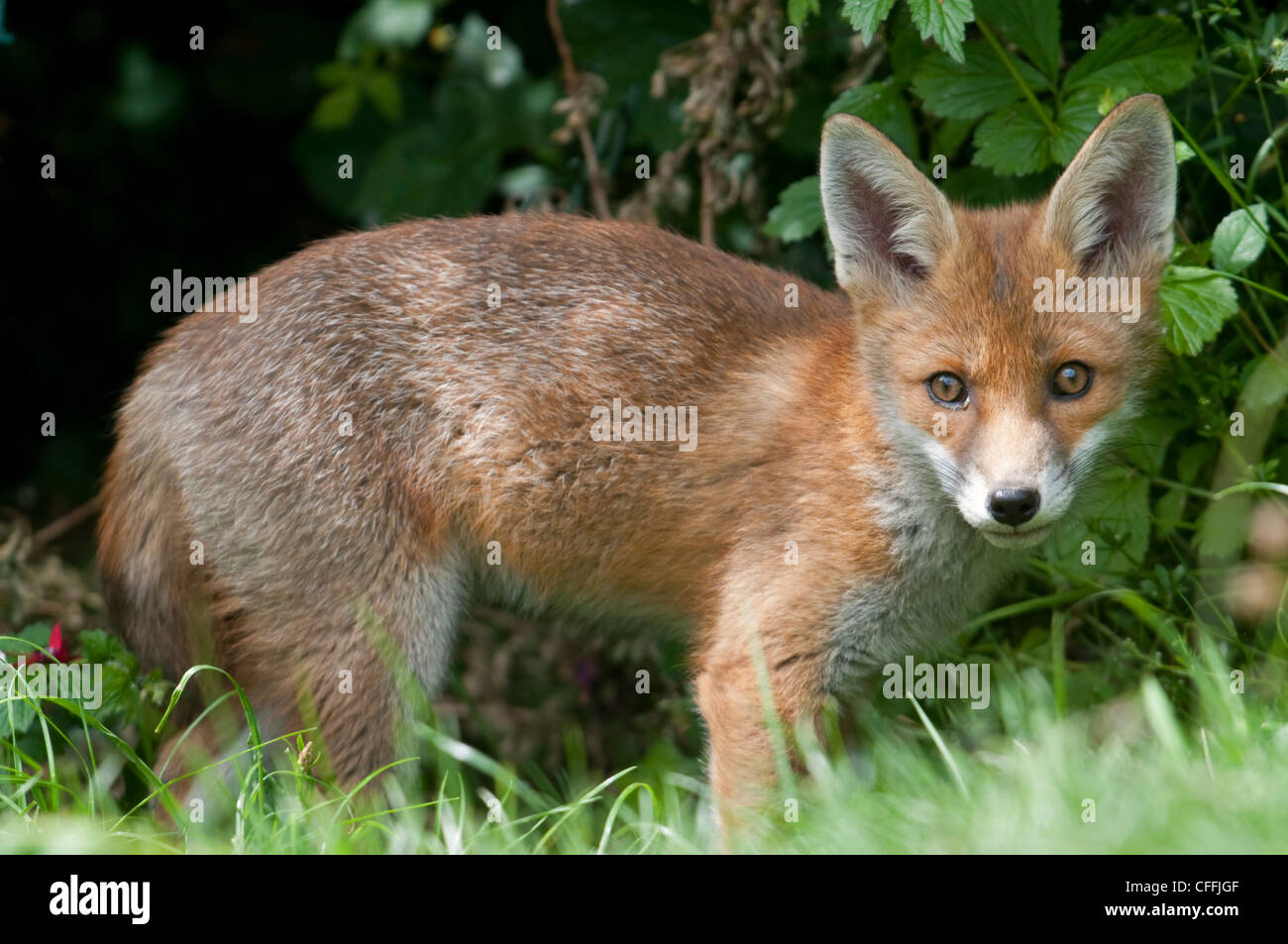 Red Fox cub, Vulpes vulpes regardant le spectateur à Hastings jardin, Sussex, UK Banque D'Images