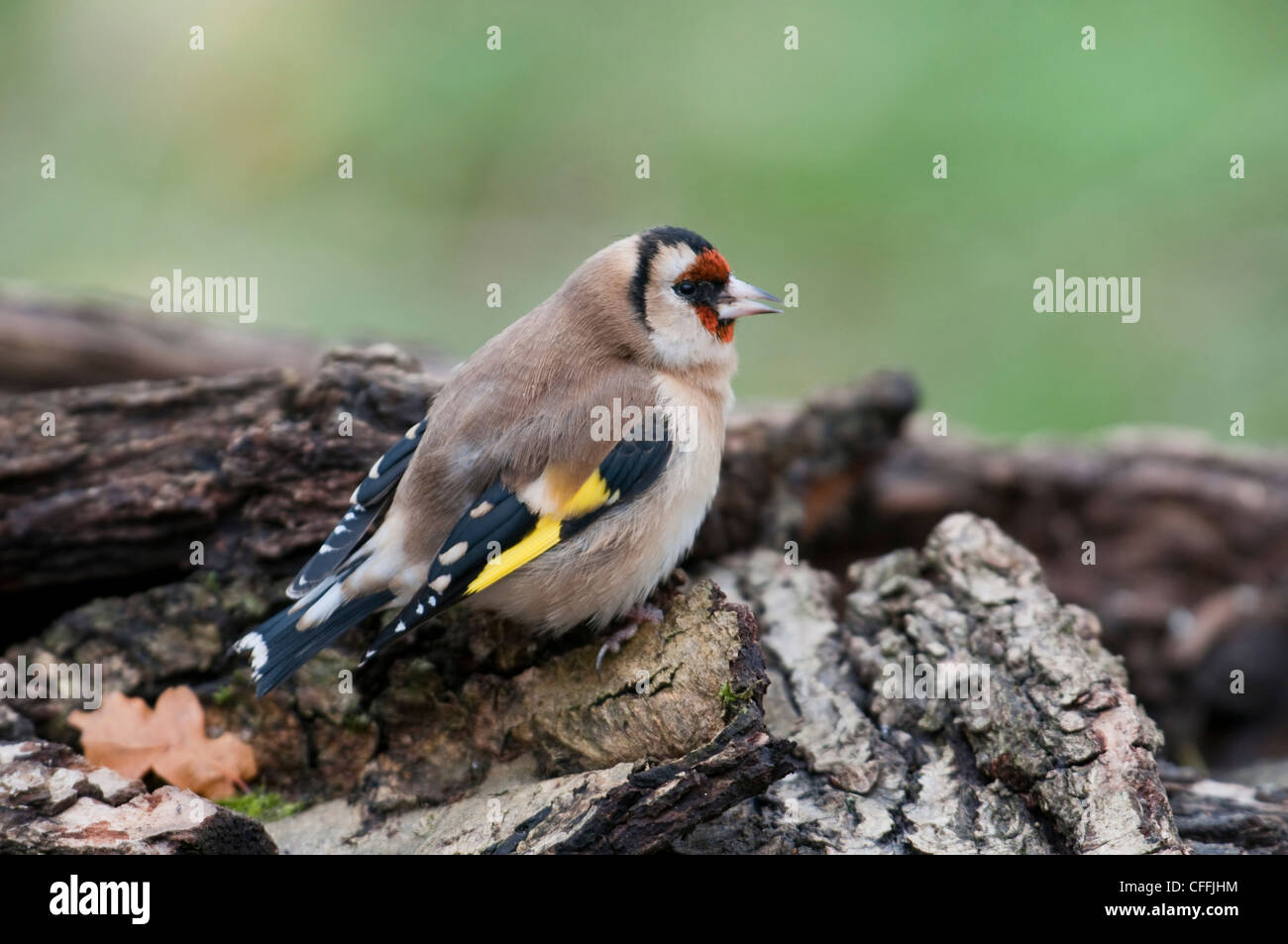 Chardonneret, Carduelis carduelis, montrant des signes de trichomonose, une maladie trouvés dans des oiseaux causée par un parasite, Sussex, UK Banque D'Images