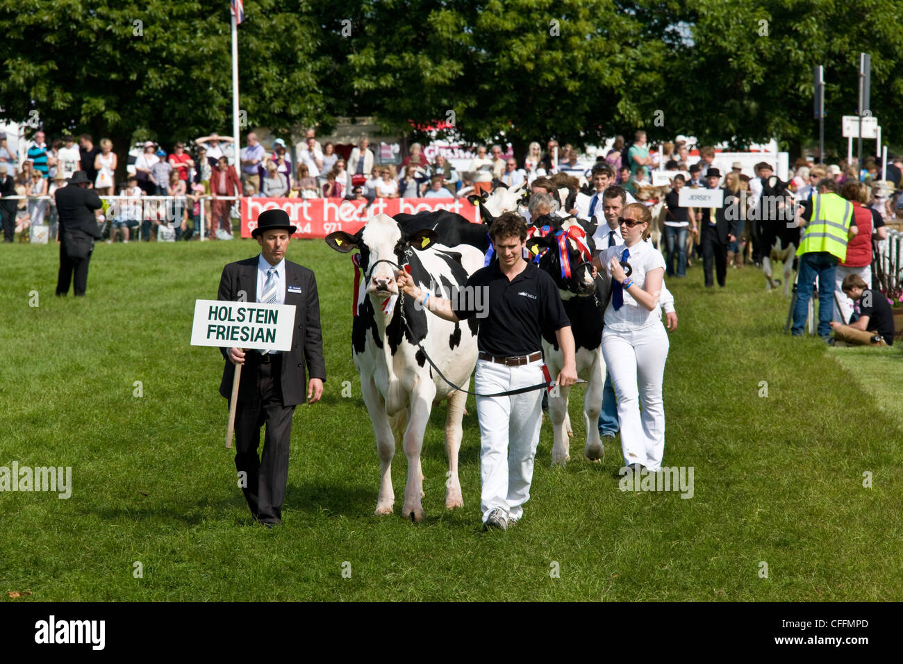 Les vaches laitières Holstein présentée à l'Exposition agricole de Suffolk Banque D'Images