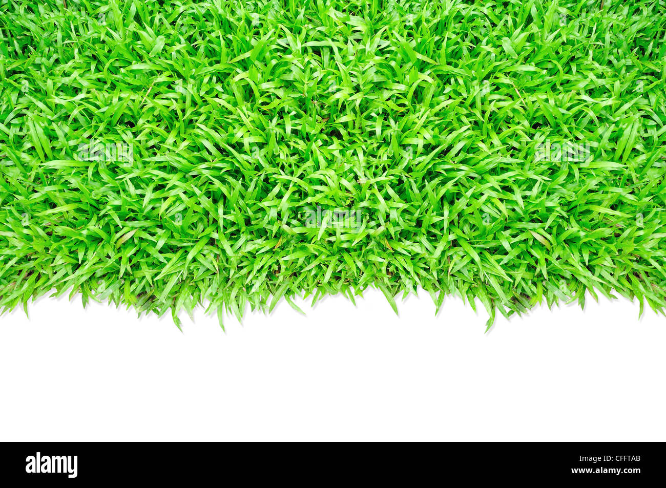 Cadre d'herbe en isolé sur fond blanc Banque D'Images