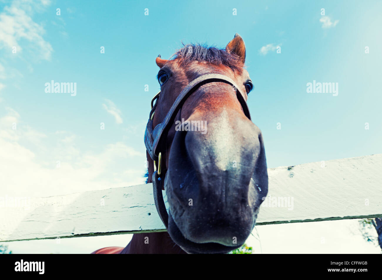 Libre d'un museau de cheval Banque D'Images