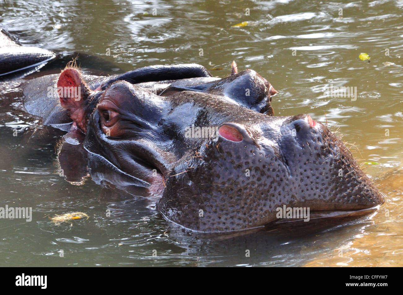 ( Hippopotamus Hippopotamus amphibius ) Banque D'Images