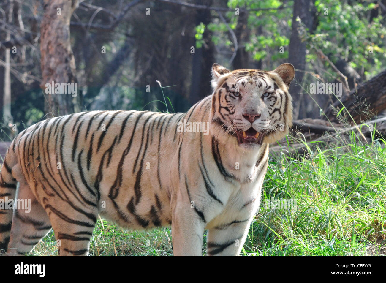 Tigres asiatiques Banque de photographies et d’images à haute ...