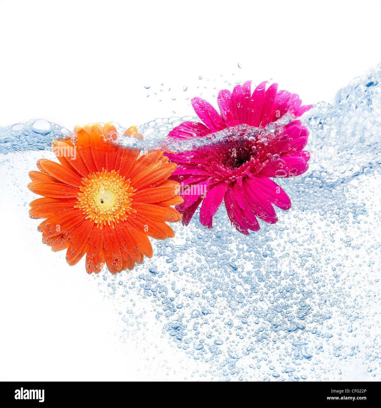 Deux marguerites colorées dans l'eau sur fond pur Banque D'Images