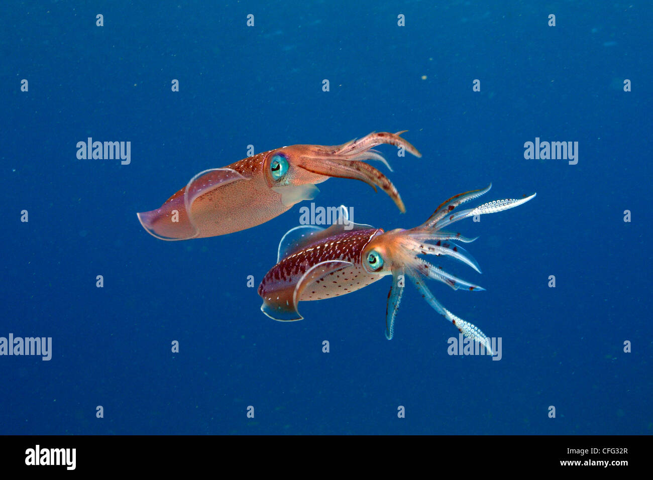 Calmar de récif des Caraïbes deux couleurs flash, engagés dans un rituel d'accouplement ou de combat. Banque D'Images