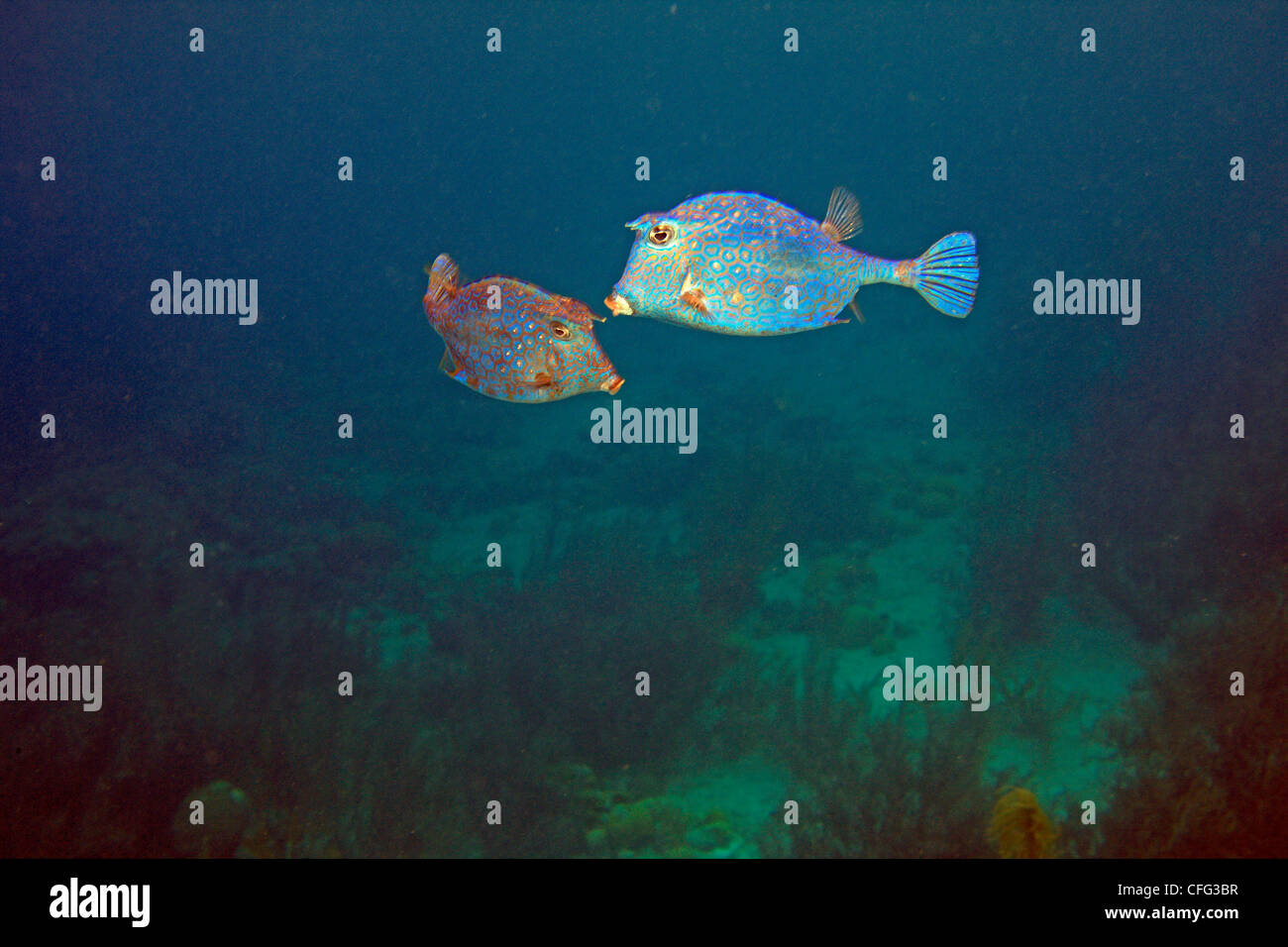 Honeycomb cowfish engagés dans un combat territorial ou rituel d'accouplement. Banque D'Images