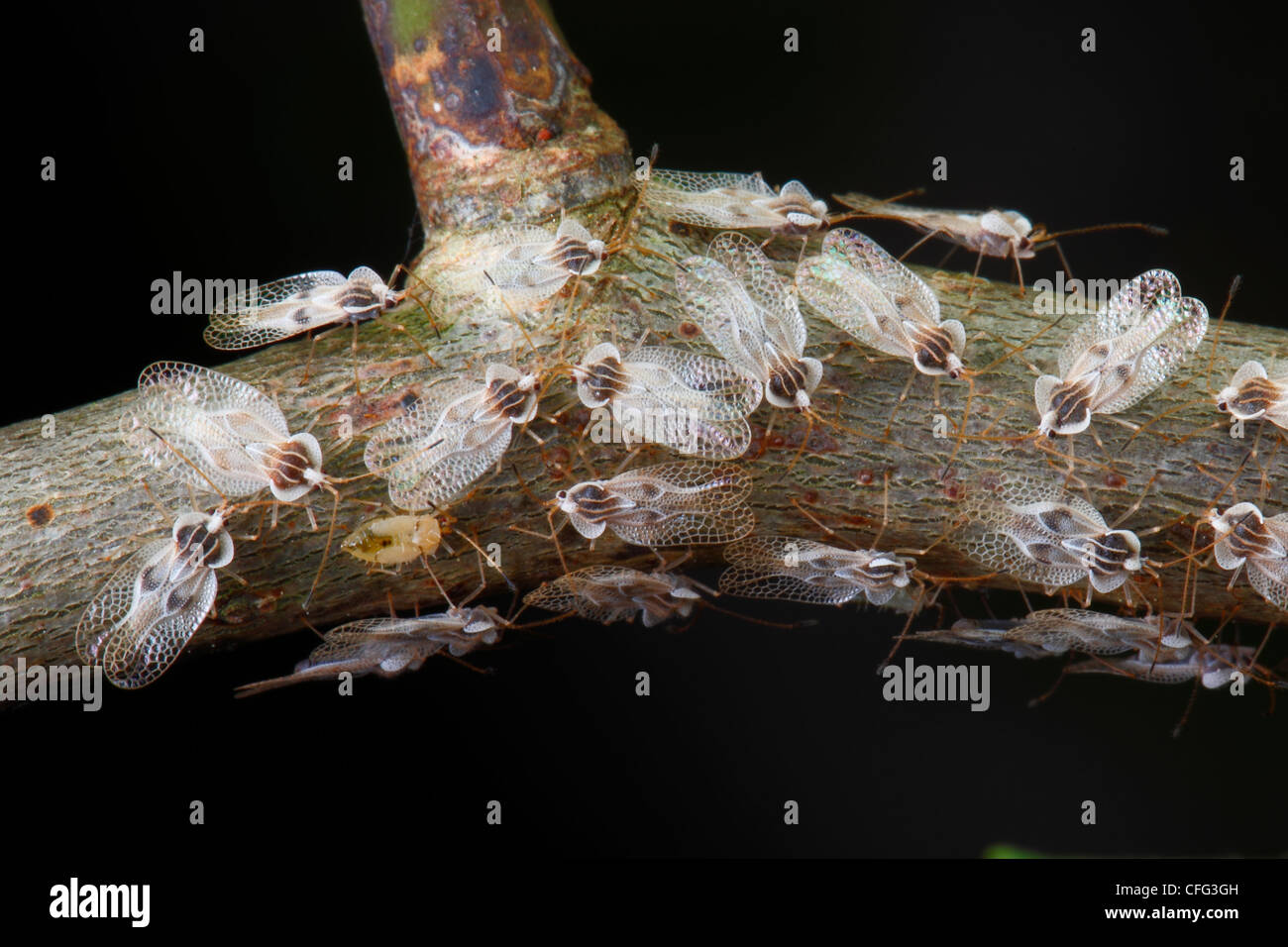 Bugs dentelle, Corythucha ciliata, vivre leur vie entière sur une seule usine. Banque D'Images