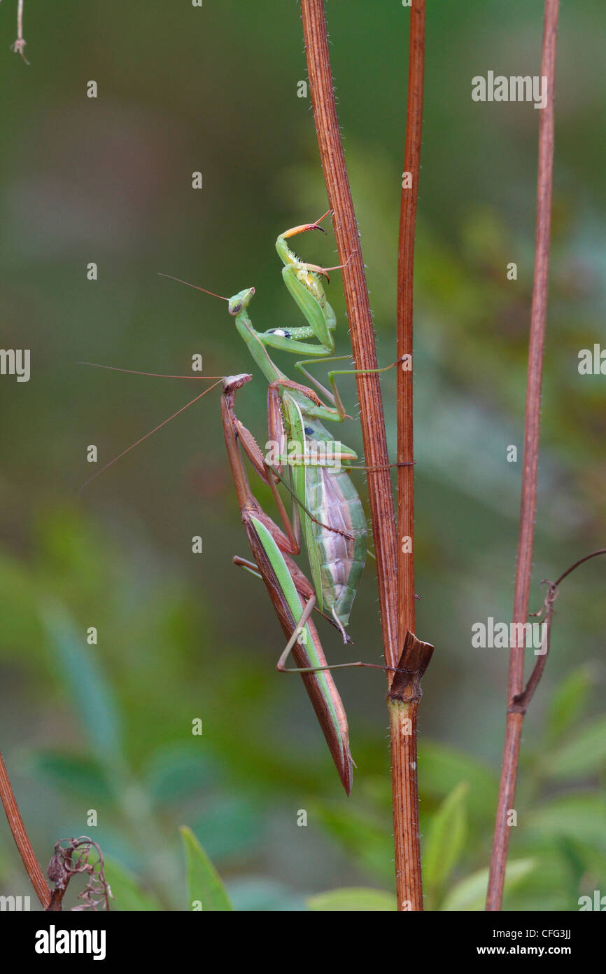 Une paire de Mantis religiosa mantids, priant, une cour sur un arbuste. Banque D'Images