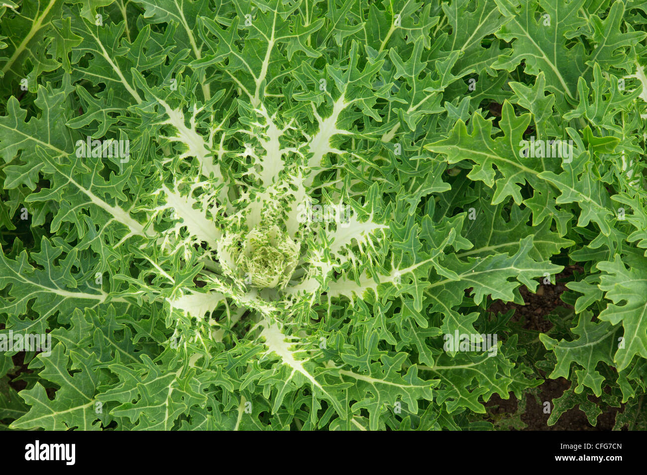 Chou ornemental 'Peacok' (Brassica oleracea 'Peacok). Banque D'Images