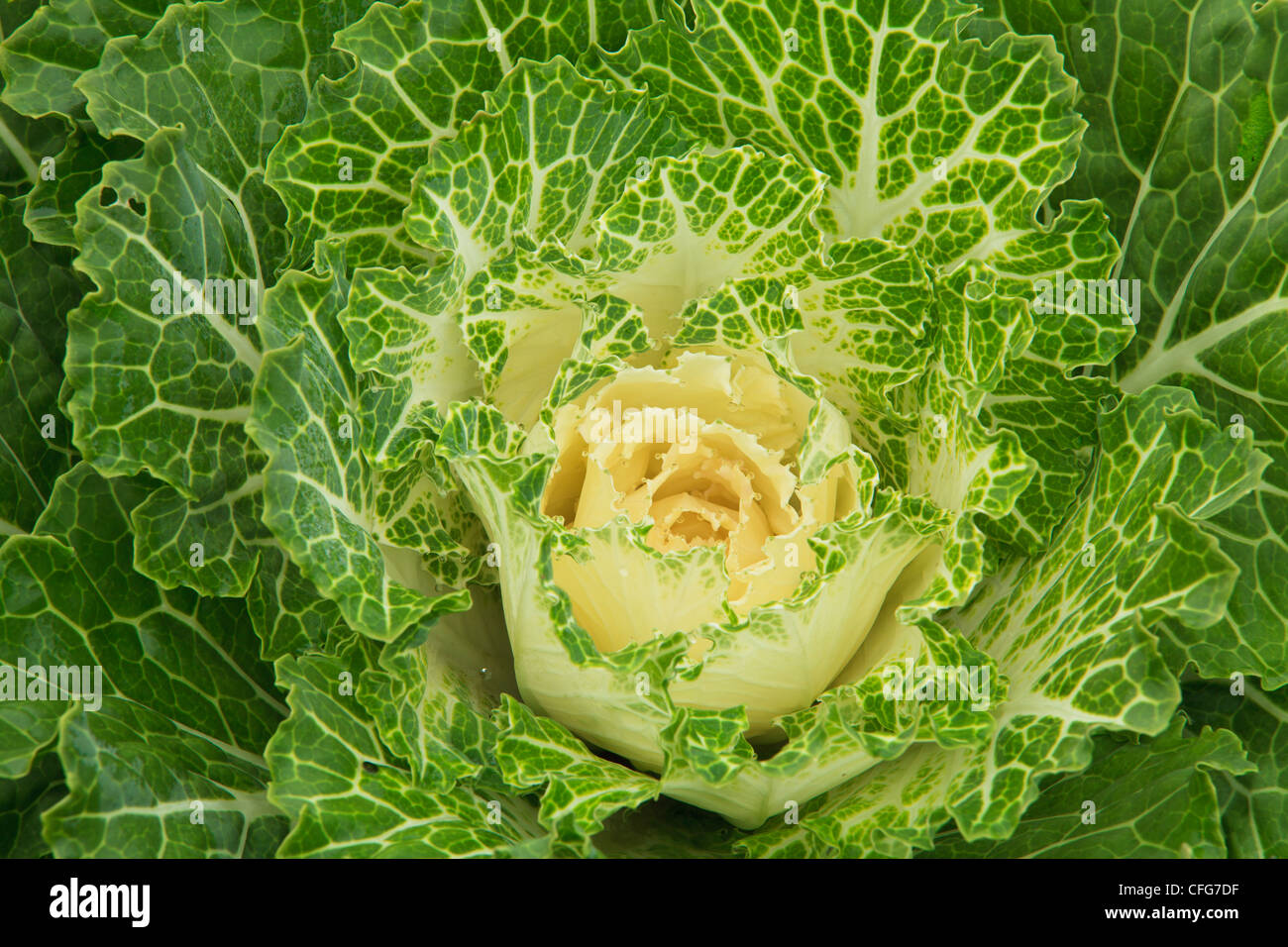 Chou ornemental 'Pigeon White' (Brassica oleracea 'Blanc' Pigeon). Banque D'Images