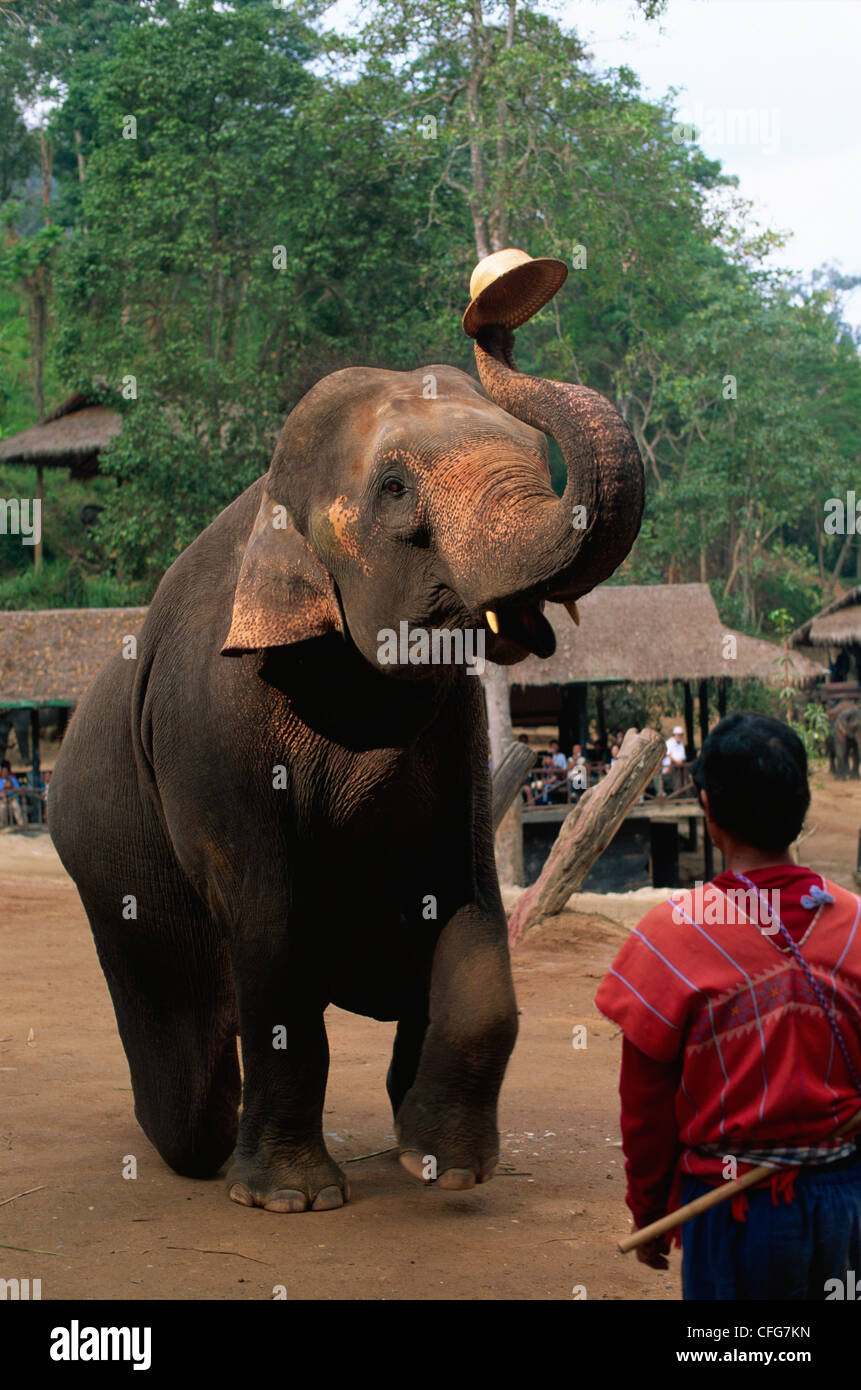 La Thaïlande, Chiang Mai, Mae Sa Elephant Camp, Elephant Show Banque D'Images