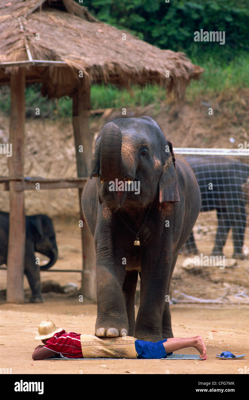La Thaïlande, Chiang Mai, Mae Sa Elephant Camp, Elephant Show Banque D'Images