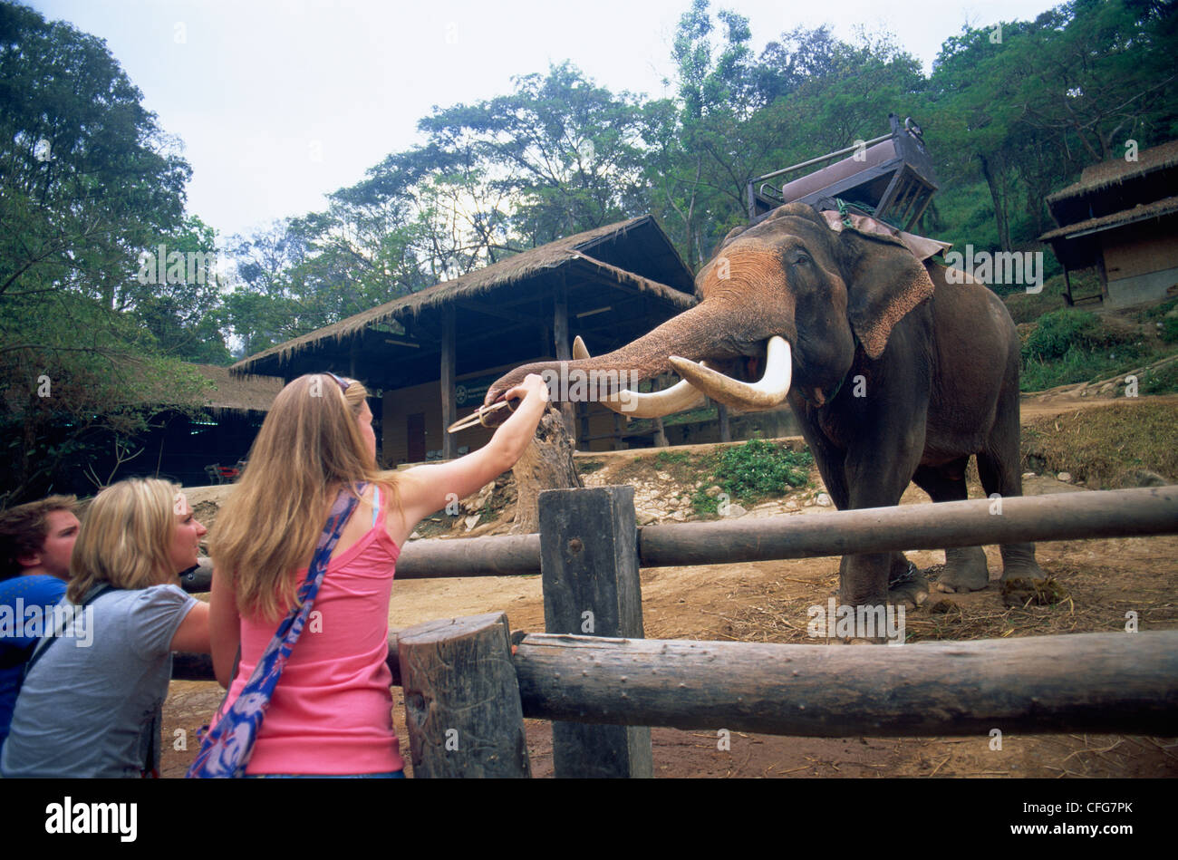 La Thaïlande, Chiang Mai, Mae Sa Elephant Camp, les touristes les éléphants d'alimentation Banque D'Images