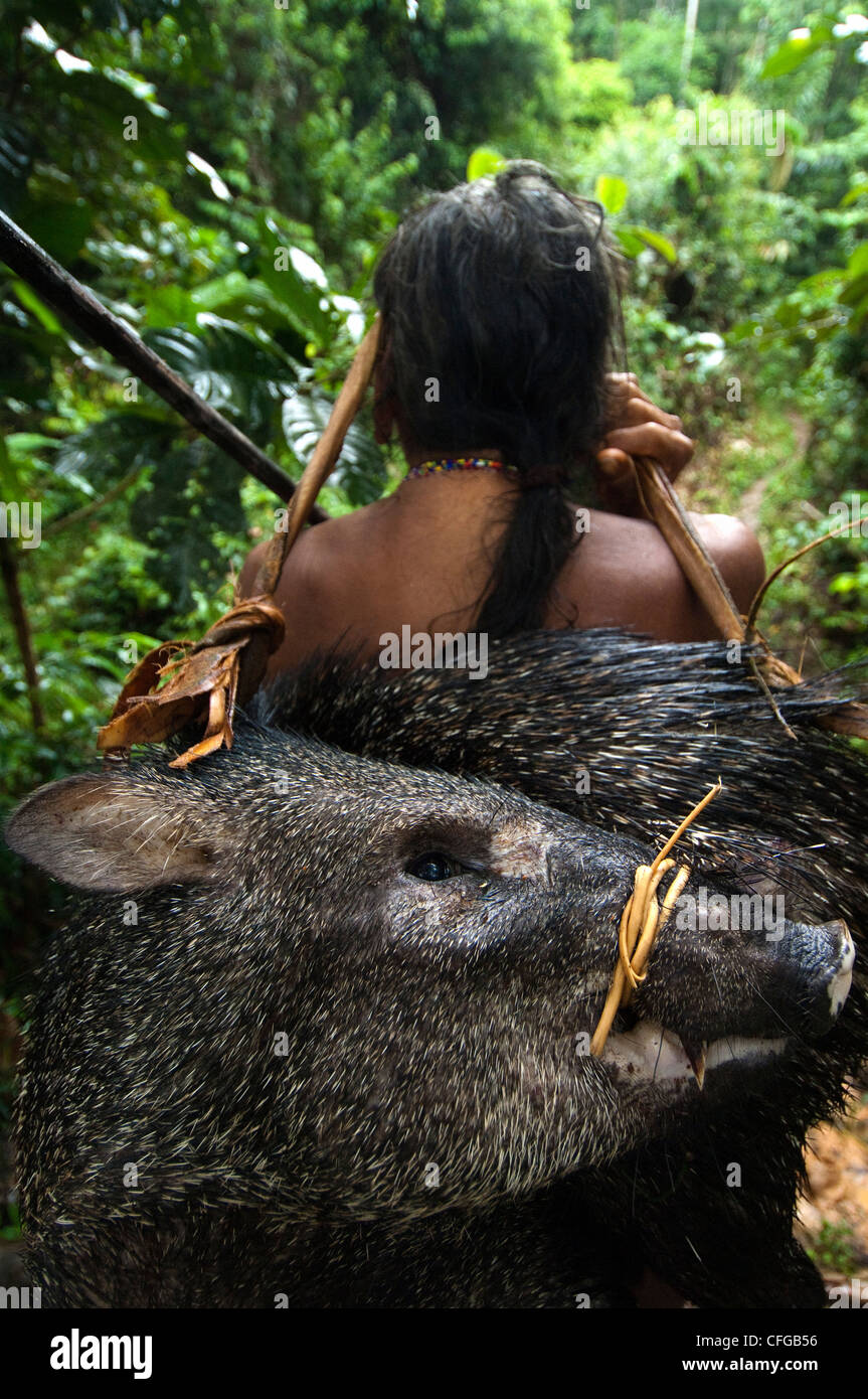 Les Indiens Huaorani accueil comptable un blanc-lipped pécari Bameno, communauté, le Parc National Yasuní, forêt amazonienne, en Equateur Banque D'Images