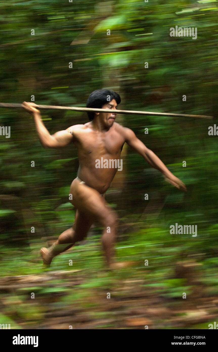 Les Indiens Huaorani la chasse au gros gibier terrestre avec une lance faite à partir de la tige d'un palmier. Bameno, Yasuni, Equateur Banque D'Images
