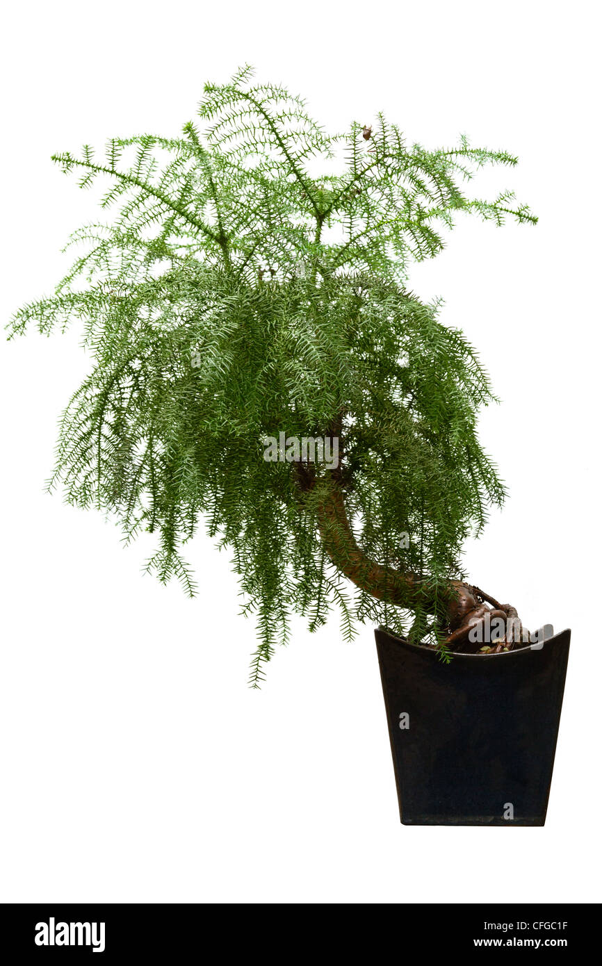 Evergreen bonsai on white Banque D'Images