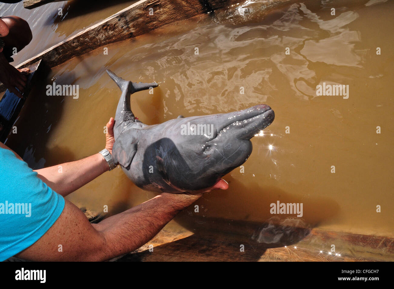 Carcasse D Un Rose Bebe Dauphins D Eau Destines A L Echange D Animaux Illegaux Photo Stock Alamy