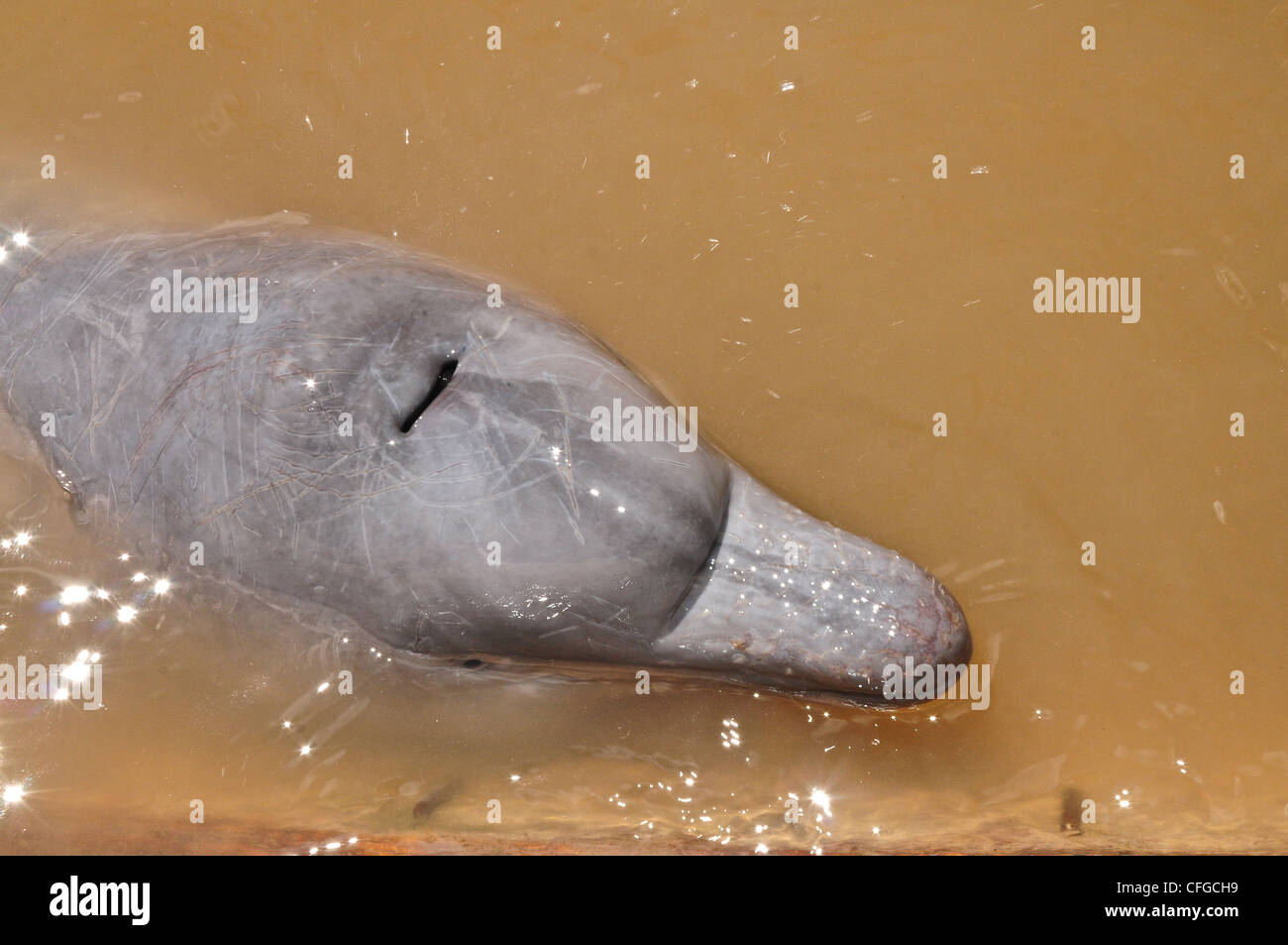 Sauvetage D Un Dauphin Du Rose Bebe Destines A L Animal Le Commerce Illegal Photo Stock Alamy