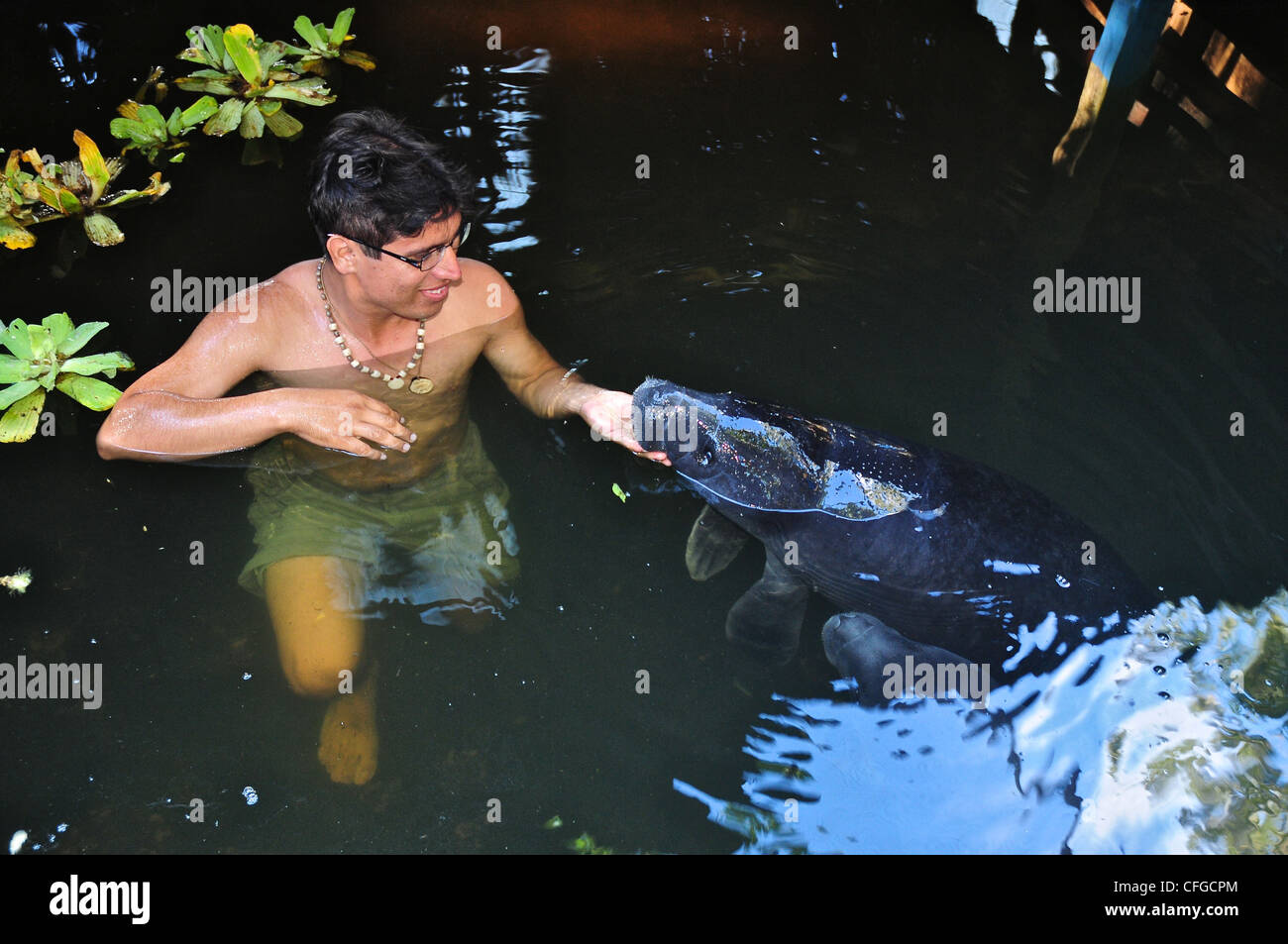 Avec un gardien animal Trichechus inunguis lamantin Amazonien,. Banque D'Images