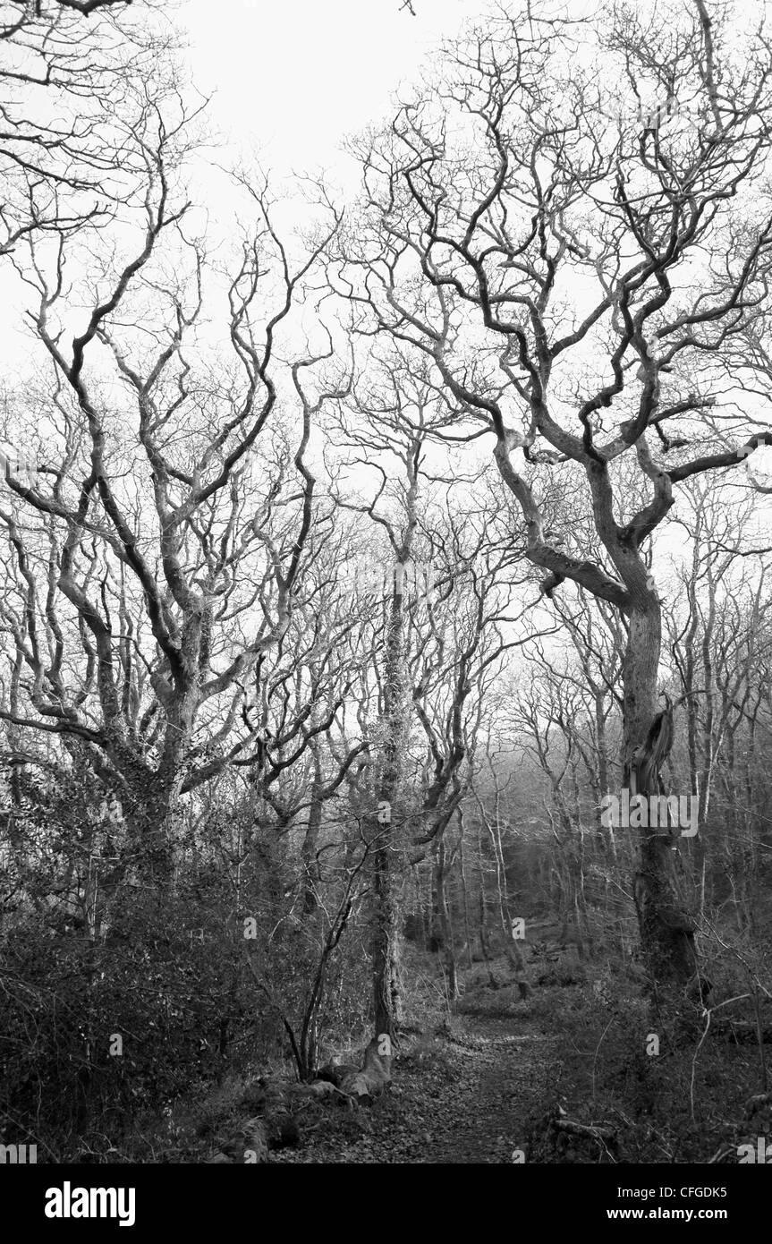 Devichoys Wood à la fin de l'hiver Banque D'Images