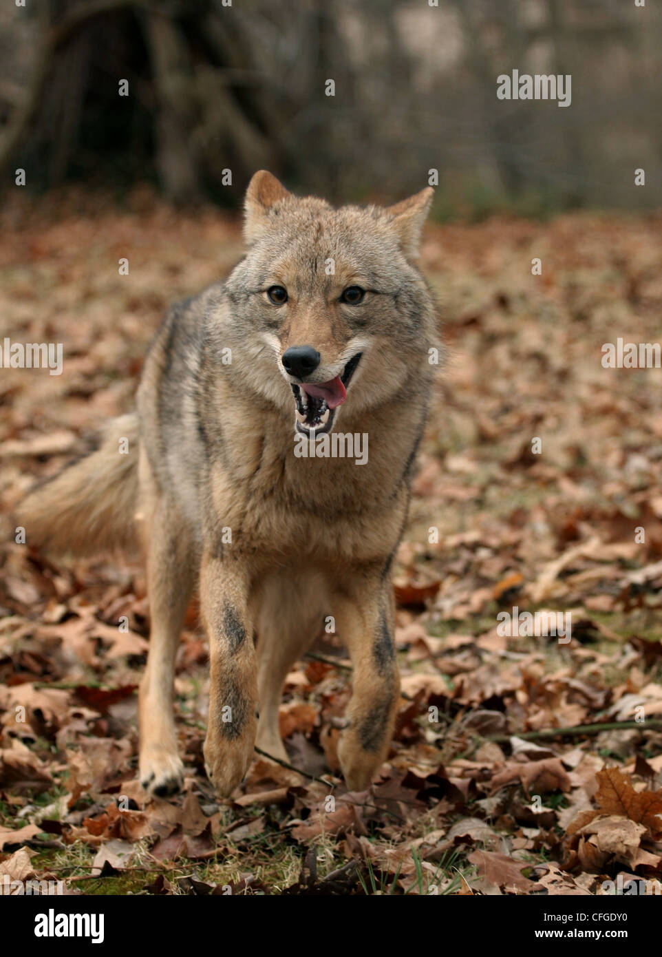 Les feuilles d'automne Coyote des bois de l'Ohio Banque D'Images