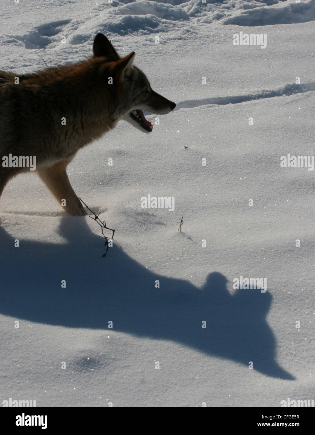 Le coyote chasse en champ neigeux en Ohio Banque D'Images