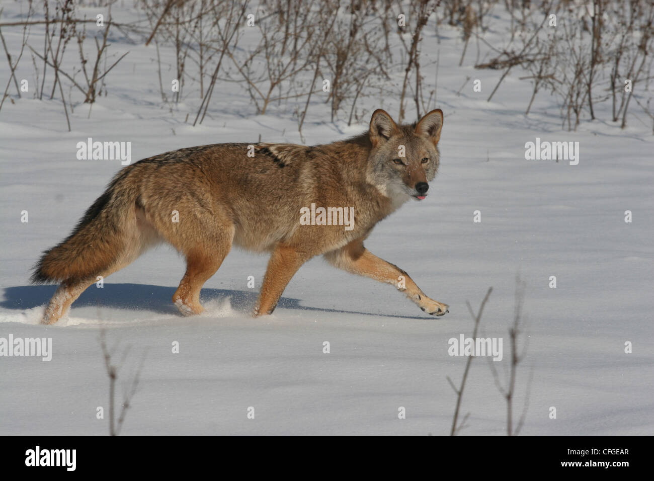 Le coyote chasse en champ neigeux en Ohio Banque D'Images
