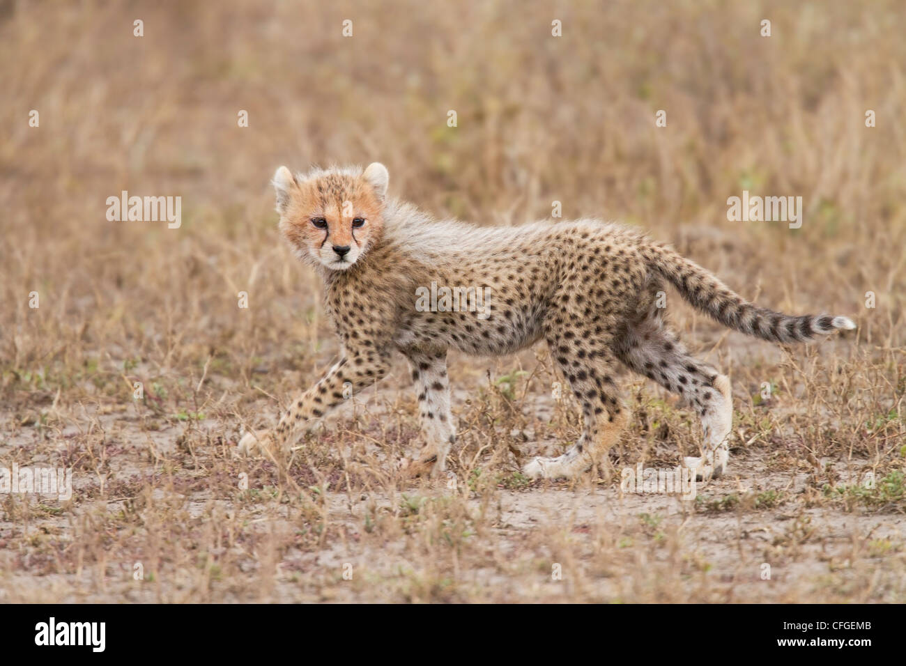 Cheetah cub sur le prowl Banque D'Images