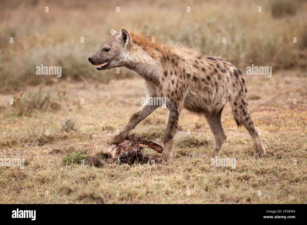 L'Hyène tachetée sur un kill Banque D'Images