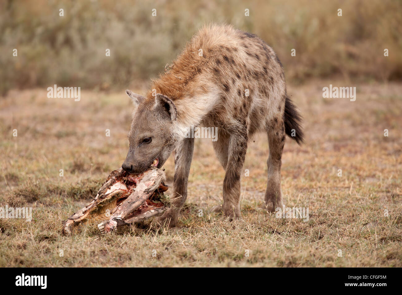 L'Hyène tachetée de manger à partir d'une carcasse Banque D'Images