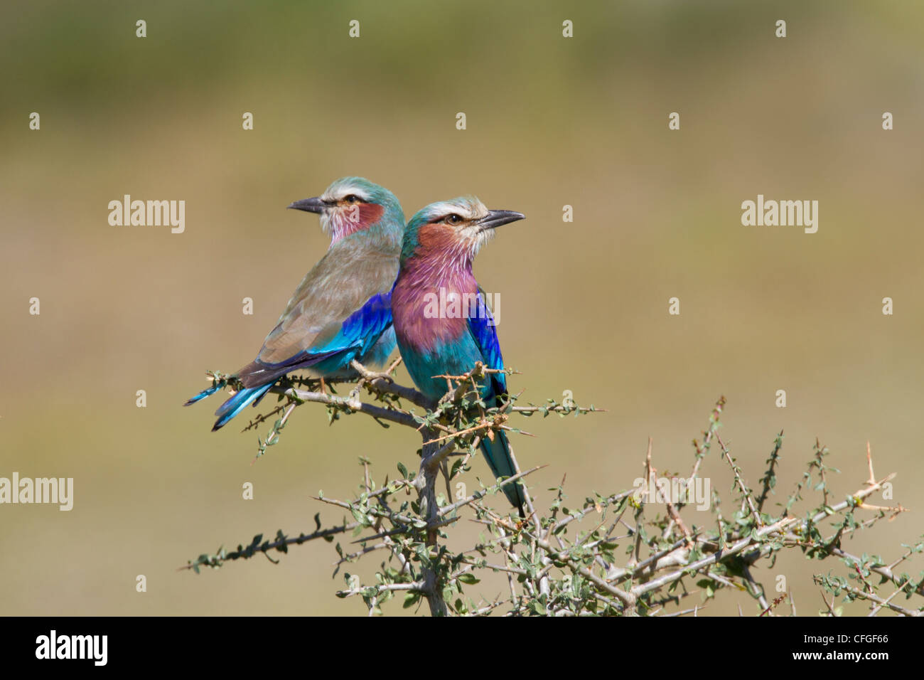 Lilac-breasted Rollers Banque D'Images